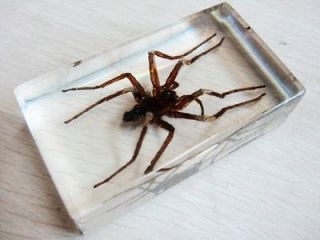 Ice Chinese big spider in Clear Block Paperweight Oddities Desk sexy 7 