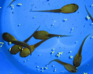 tadpoles for koi pond and freshwater aquarium