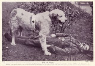 dog great pyrenees red cross war dog 1930 print time