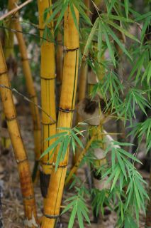 Golden Hawaiian Bamboo