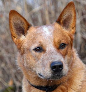 Tuvalu 2011 Working Dogs #3 Australian Cattle Dog and Puppy $1 Pure 