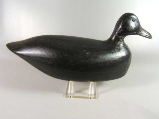 Sam Soper Barnegat,N.J. black duck decoy ca.1900