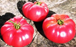 Beefsteak Heirloom Tomato Seeds #5,000 Survival Seeds Trusted Seller 