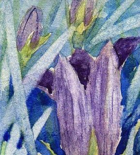 Nettle Leaved Bellflower Original ACEO Watercolour Painting 3 5 x 2 5 