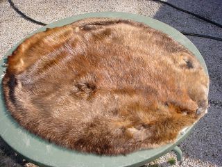Huge Beaver Pelt Garment Soft Leather Tanned Wild Water Animal Rodent 