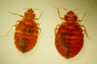 bed bug killer botanical dust how to control bedbugs natural organic 