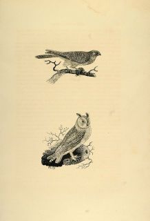 1882 Lithograph Owl Female Kestrel Birds Thomas Bewick Original