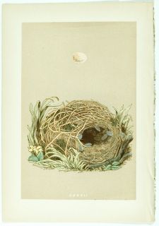 1875 Antique Morris Bird Nest Print 127 Willow Warbler