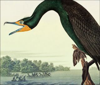 Bernard Loates Audubon Cormorant Signed 40 x 26 781