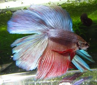 Blue Red Double Tail Male Live Betta Fish