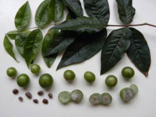 White Jaboticaba trees produce an abundance of delicious fruit 