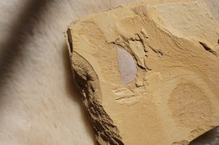 RC Isoxys RARE Chengjiang Bivalved Arthropod Fossil Trilobite 