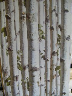 Feature Wallpaper Showing Silver Birch Trees J21517