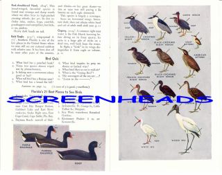 1952 Birds of The Everglades Book Nice Color Plates