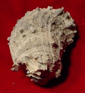 Fossil Bivalve Spondylus Rotundatus Pliocene Florida S728