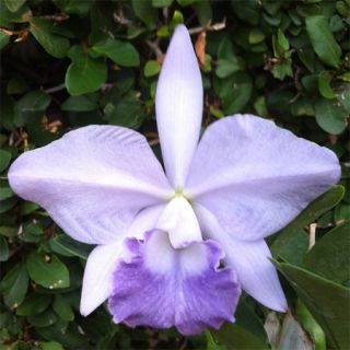 Cattleya LC Featherrae Misty Blue Coerulea Orchid in Bloom 14 Growths 