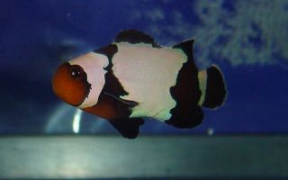 live coral Blacker Ice clown clownfish proaquatix