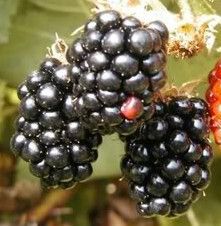 100 Blackberry Bush Fruit Berry Rubus Seeds Comb s H