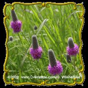 lb Purple Prairie Clover Bulk Wildflower Seeds