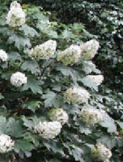 Oak Leaf Hydrangea Bush White Flowering Shrub