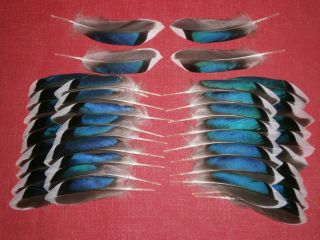 40 Mallard Blue Duck Wing Feathers Fly Tying Millinery Arts Jewellery 