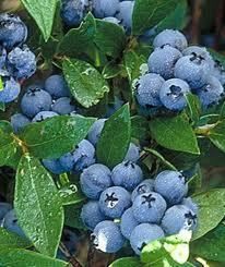  30 Patriot Blueberry Seeds