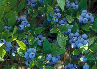 Blueberry North Country Live Plant Vaccinium