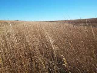 300 Ornamental Big Bluestem Grass Beardgrass Seeds