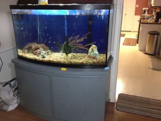 80 Gallon Bow Front Fish Tank with Stand