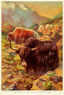 1925 Print Yak Wild Ox Tibet BOS Grunniens Mutus Bovine Tibet 
