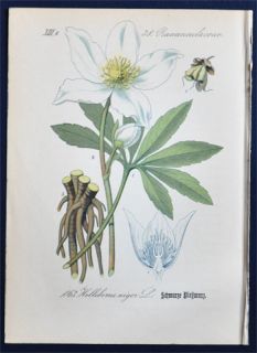 Antique Botanical Print 1882 Black Hellebore Helleborus Niger L