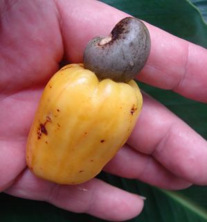   GENUINE CASHEW NUT TREE Seedling Anacardium occidentale Fruit & NUTS