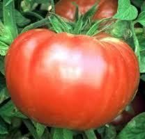 Brandywine Tomato Seeds 10 Hand Selected Seeds King of The Home Garden 