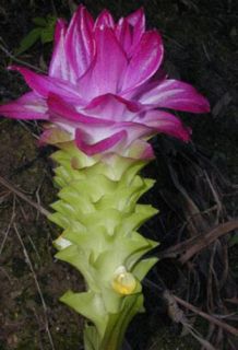 Curcuma Hidden Lily Flower Ginger Plant 1 Live Rhizome
