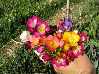 50* DOUBLE FREESIA Bulbs~MOST FRAGRANT Spring Flowers