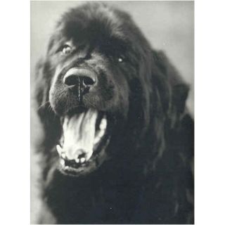 Bruce Weber Gentle Giants Newfoundland Dog
