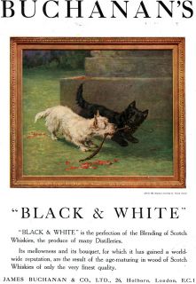   Terrier SCOTTIE Buchanans Black & White Scotch Whisky HIGHLAND CATTLE