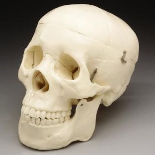 human bucky skull new 2nd class size 5 w x 8 1 2 h x 6 d