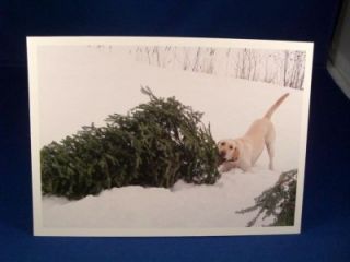 FOR DOG LOVERS YELLOW LAB LABRADOR RETRIEVER CHRISTMAS CARDS 4