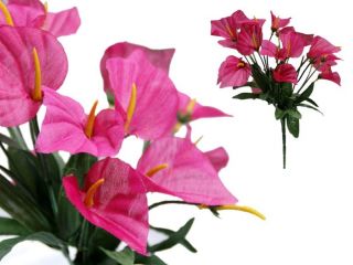   CALLA Lilies Flowers Bushes for Wedding Bouquets Centerpieces SALE