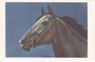 ANDERSON ARTIST SIGNED HORSE POSTCARD   BLACK HEAD CIRCA 1960