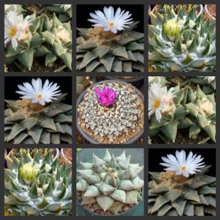   Mix RAREST Cactus Seeds Living Rock Catus Seven Stars Seeds