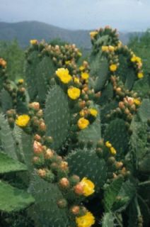 PRICKLY PEAR CACTUS 20 SEEDS