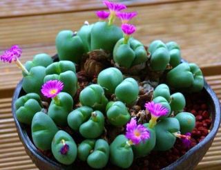   RARE Mesembs Exotic Succulent Cactus Seed Stones 20 Seeds
