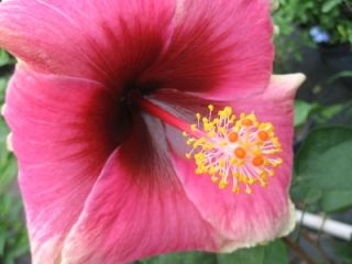 Tropical Exotic Cajun Hibiscus Plant Love Bite Pink and Maroon