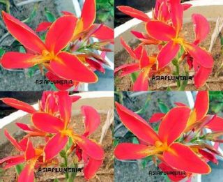 Live Plants Canna Lily Red Fire Green Leaf Fresh Viable Free Document 