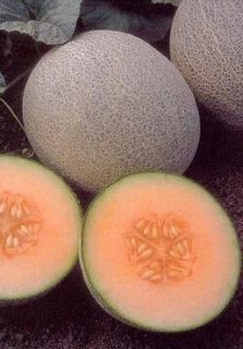  Cantaloupe Ambrosia Seeds