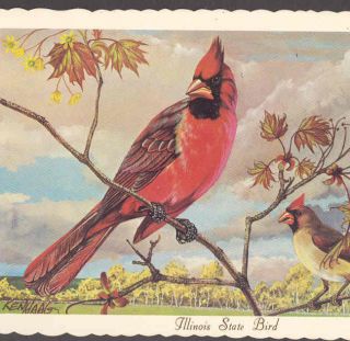 Illinois State Bird Cardinal Ken Haag 1966 Postcard