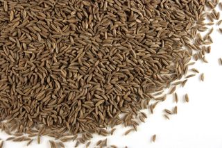 CARAWAY SEED Spell Herb 1 lb wicca pagan magick