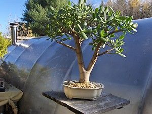 Jade Tree Bonsai   Beautiful, Easy Care, Indoor, Desert Tropical